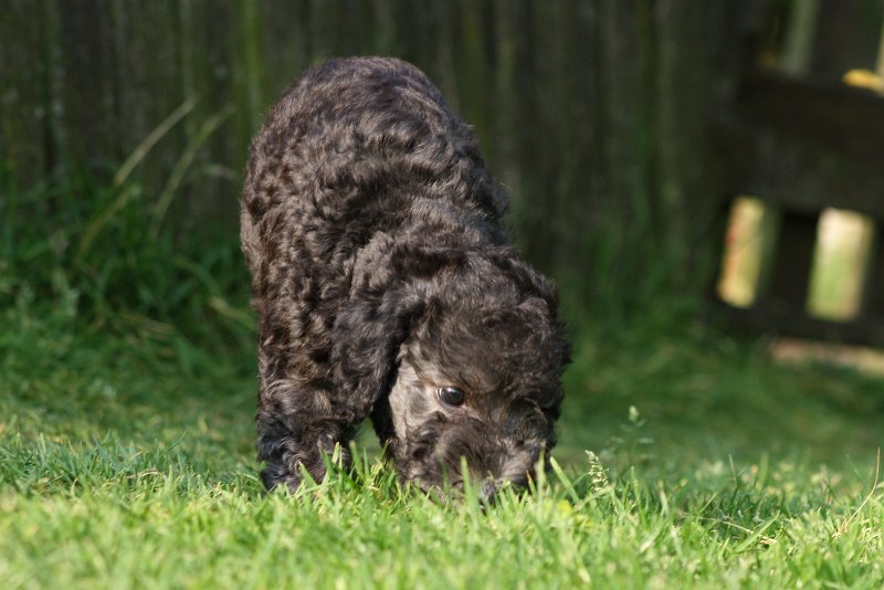 Arc-en-ciel Antares 2009-06-30 (8).JPG